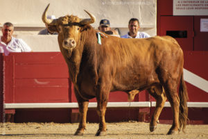 Béziers - 14/08/2018 - Toro de PdY N° 11 combattu par ROMAN (1 oreille)